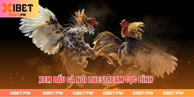 Xem đấu gà nói livestream cực đỉnh