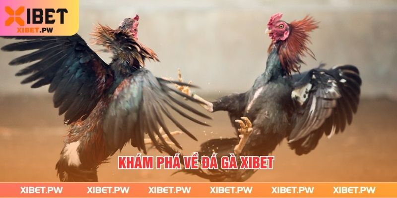 Khám phá về đá gà Xibet