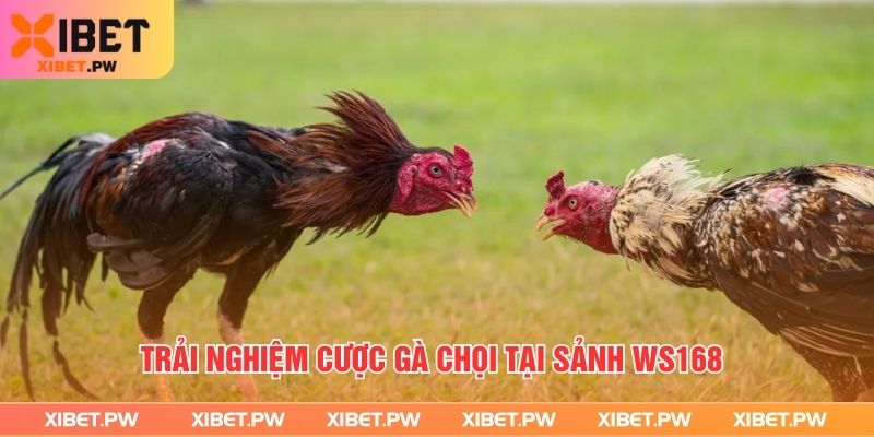 Trải nghiệm cược gà chọi tại sảnh WS168