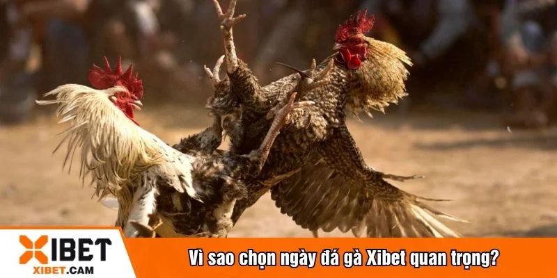 Chọn ngày đá gà thường mang ý nghĩa tâm linh