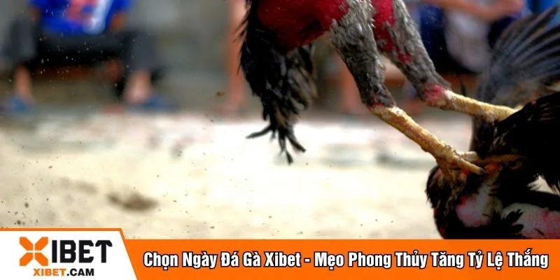 Chọn ngày đá gà