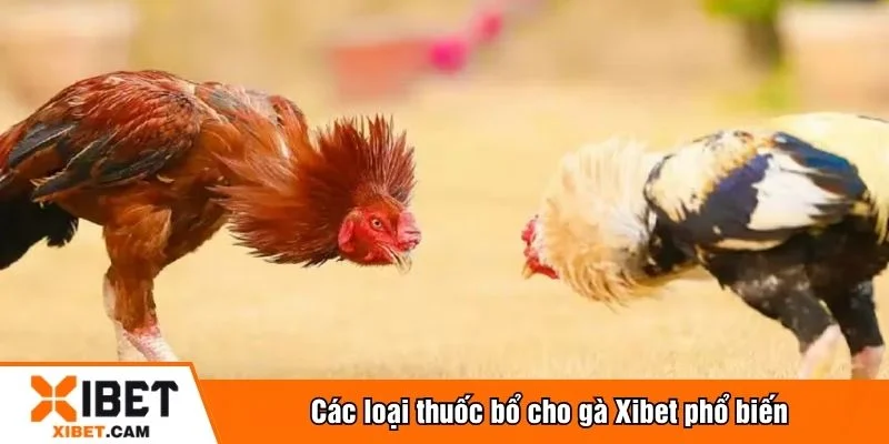 Chọn thuốc bổ cho gà dựa theo thể trạng