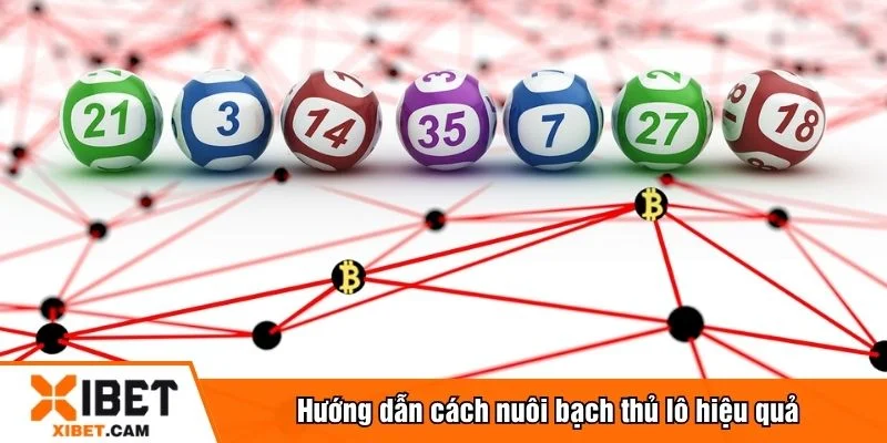 Có nhiều phương pháp nuôi bạch thủ lô