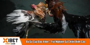 Đá gà cựa dao