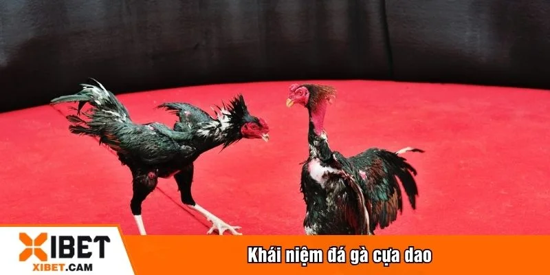 Đá gà cựa dao là hình thức giải trí được yêu thích