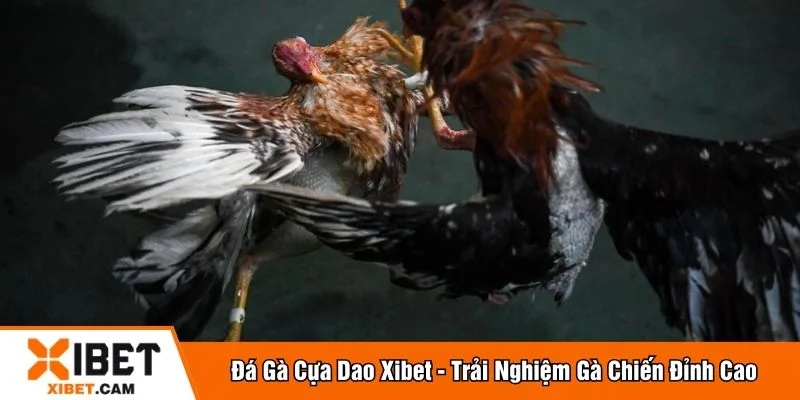 Đá gà cựa dao