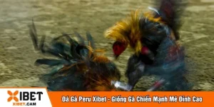 Đá gà peru
