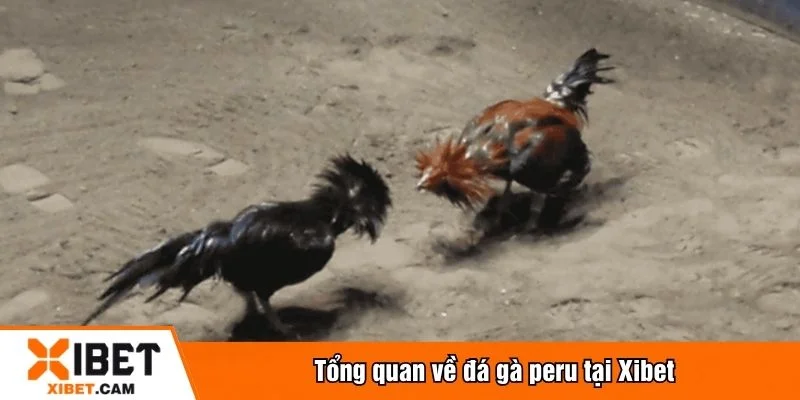Đá gà peru được cập nhật hàng ngày trên Xibet