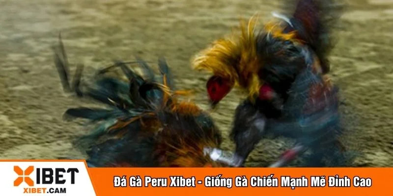 Đá gà peru