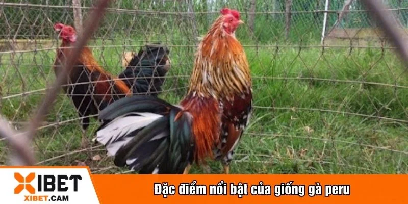 Gà peru có sức bền và chiến đấu tốt