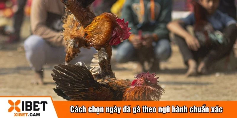 Kê thủ thường chọn ngày đá gà theo ngũ hành