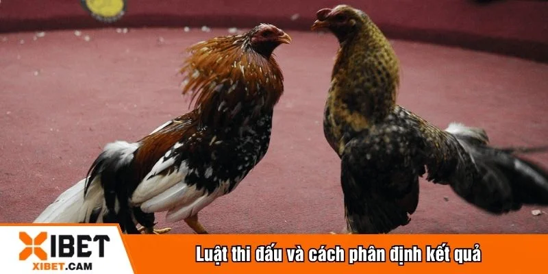 Luật chơi đá gà peru được nhà cái quy định rõ