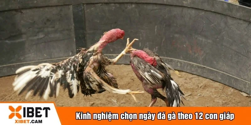Nên kết hợp quan sát thực tế để chọn ngày đá gà