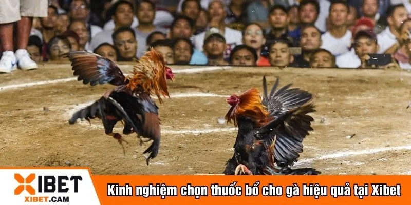Nên tìm hiểu nguồn gốc trước khi mua thuốc bổ cho gà