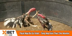 Thuật ngữ đá gà