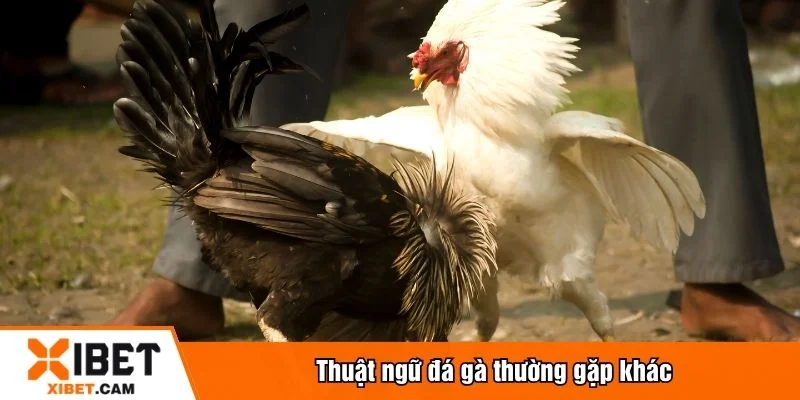 Thuật ngữ đá gà cũng được áp dụng trong hình thức cược trực tuyến