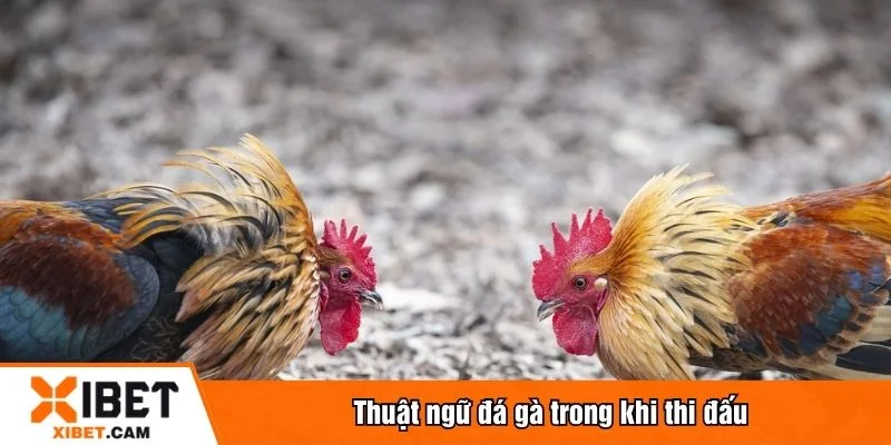 Có nhiều thuật ngữ đá gà được sử dụng trong các tình huống khác nhau