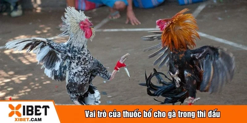Thuốc bổ cho gà tăng cao sức chiến đấu