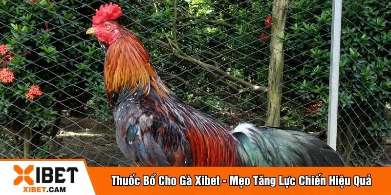 thuốc bổ cho gà
