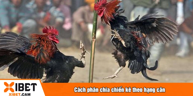 Cách phân chia chiến kê theo hạng cân