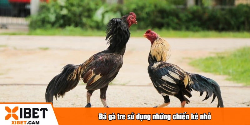 Đá gà tre sử dụng những chiến kê nhỏ
