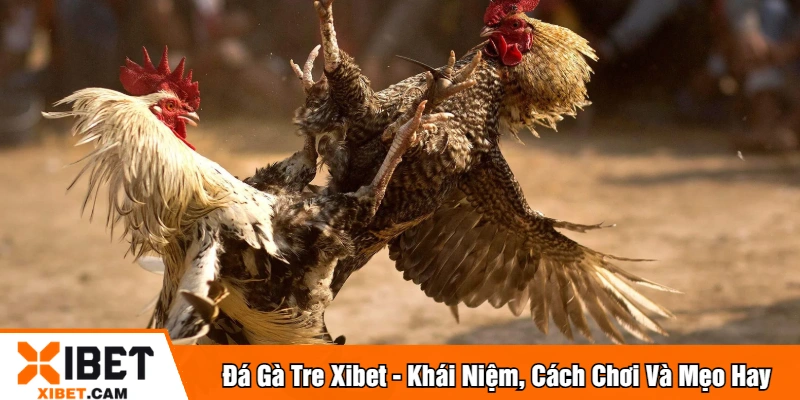 Đá gà tre