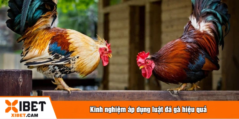 Kinh nghiệm áp dụng luật đá gà hiệu quả