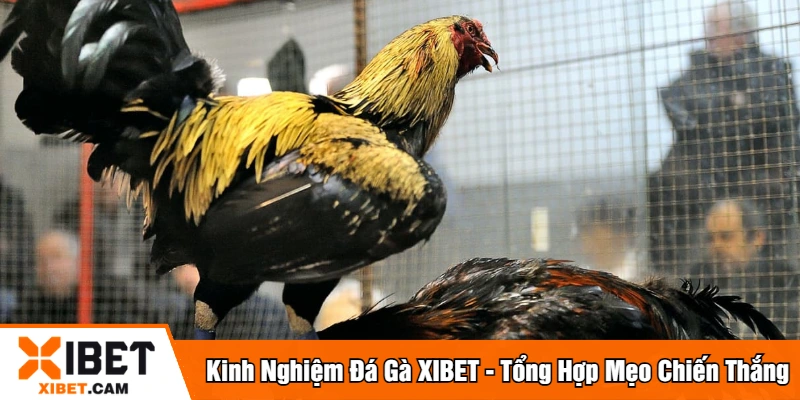 Kinh Nghiệm Đá Gà XIBET - Tổng Hợp Mẹo Chiến Thắng Kinh nghiệm đá gà