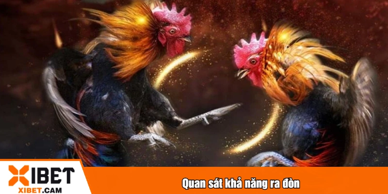 Kinh Nghiệm Đá Gà XIBET - Tổng Hợp Mẹo Chiến Thắng Quan sát khả năng ra đòn