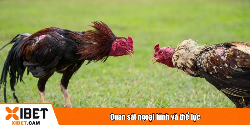 Kinh Nghiệm Đá Gà XIBET - Tổng Hợp Mẹo Chiến Thắng Quan sát ngoại hình và thể lực