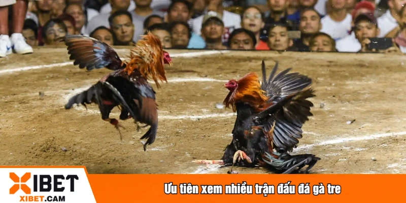 Ưu tiên xem nhiều trận đấu đá gà tre